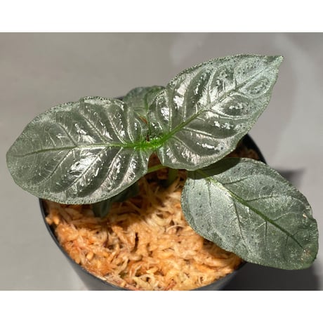 Ophiorriza sp. "鋼" from Aceh Selatan [HW0816-03]