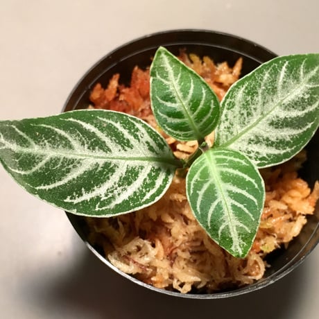 Acanthaceae gen. from Selangor alt.400 [TK050315]