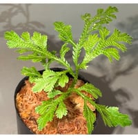 く*お様 aridarum perisai 大株) Josefia intricata (旧Aridarum perisai) from