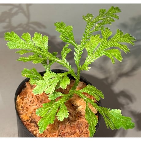 Selaginella sp. from Bogor West Java