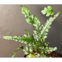 Bolbitis sp. from Siberut [LA 2012年]