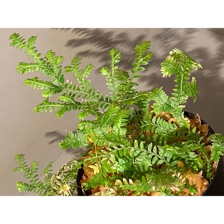 Selaginella sp. from Iquitos Peru [tanakay]