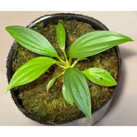 Homalomena sp. from Kuala Balah [TK270316]
