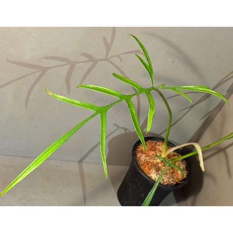 (常湿育成中) Philodendron polypodioides