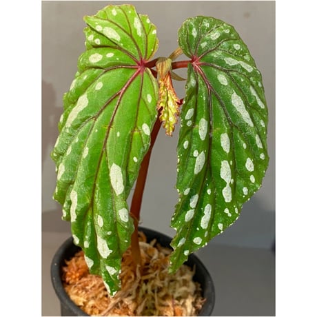 Begonia sp. "Mempawah hulu" Landak Kalimantan barat [TB]