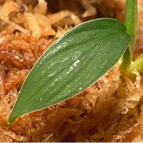 Homalomena sp. from Kuala Balah [TK270316]