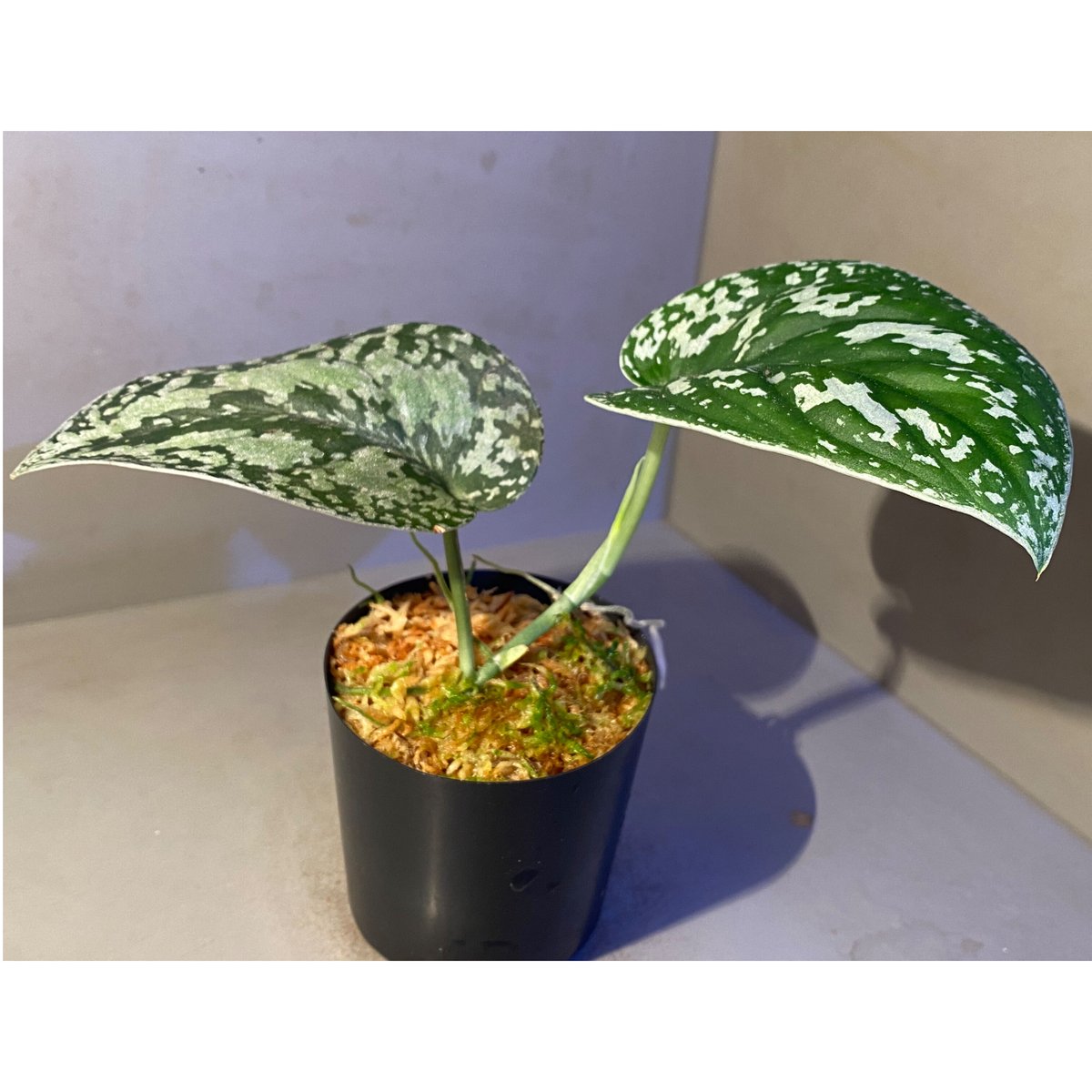 Scindapsus pictus Scindapsus pictus