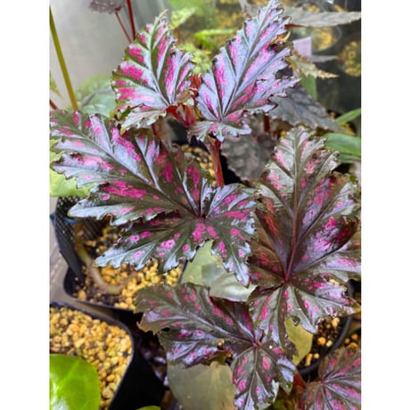Begonia serratipetara from New Guinea