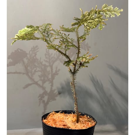 Selaginella sp. from Landak West Kalimantan