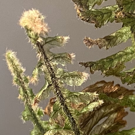 Trichomanes sp. from Iquitos Peru [tanakay]