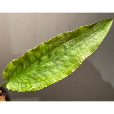 Cryptocoryne joshanii from Basilan island philippines [LA]