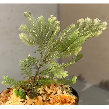 Selaginella picta