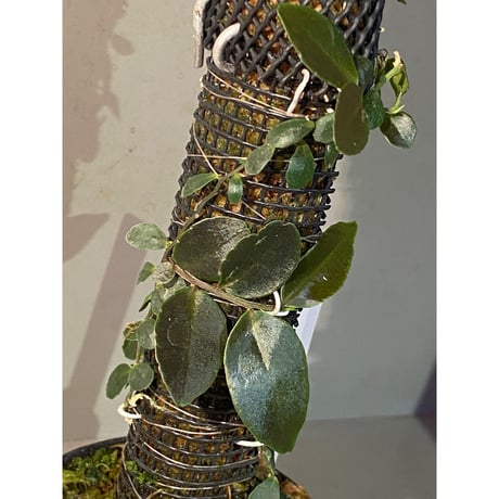 Marcgravia sp. "Azreal"