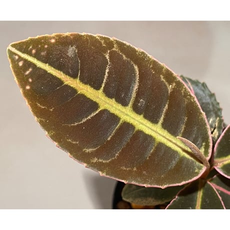Labisia sp. from Sumatera barat [TB]