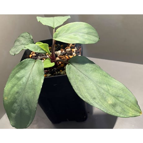 Homalomena sp. "Shirogane" SGP from Pulau Linga [HW1017-XX]