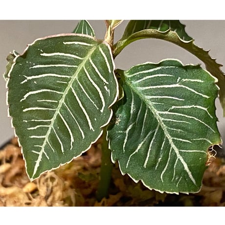 Ardisia sp. from Perlis Malaysia