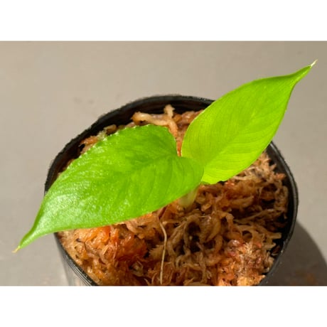 Borneoa scortechinii (旧 Schismatoglottis scortechinii) ①