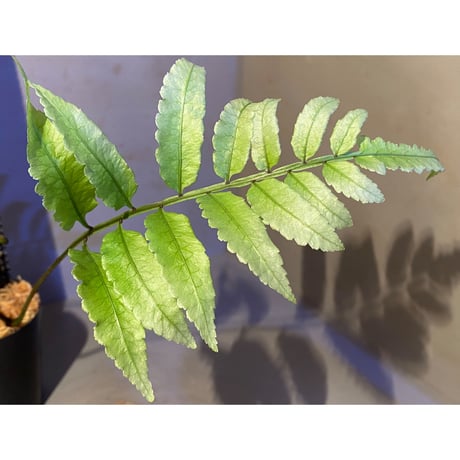 Unknown from Iquitos Peru [tanakay]