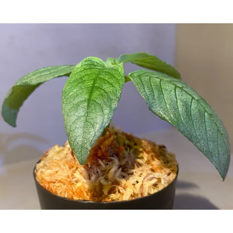 Ophiorrhiza? sp. "Kab. Sanggau" Kal barat [TB]