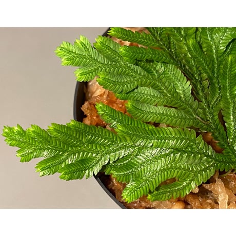 Selaginella biformis [STRINGE PLANTS]
