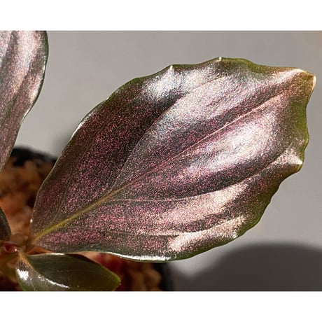 Rhodospatha sp. from Ecuador [tanakay]