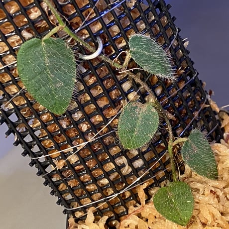 Ficus sp. from Selangor