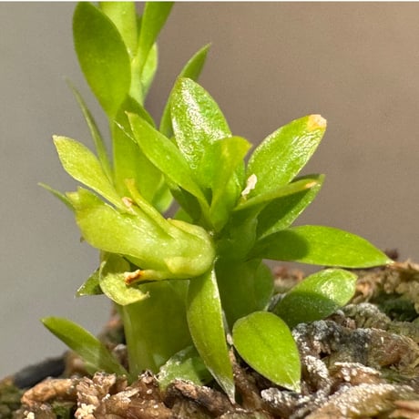 Phlegmariurus phlegmarioides Aimas, Sorong, West Papua 伊藤蟻植物農園