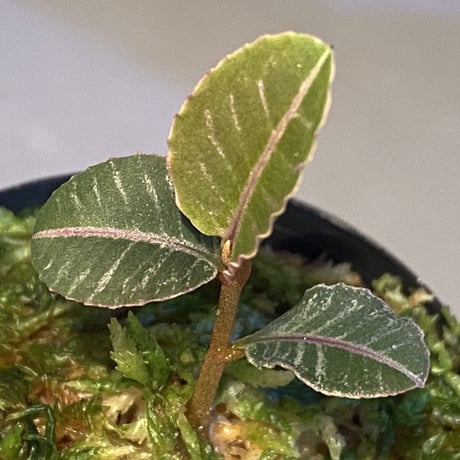 Labisia sp. from Riau