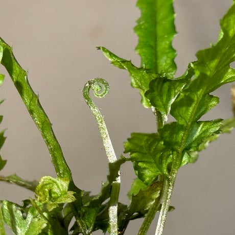 Bolbitis sp. from Siberut [LA 2012年]