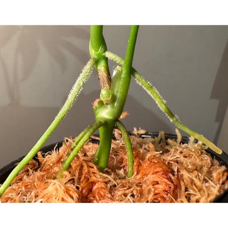 Anthurium polyschistum from Napo Ecuador [tanakay]