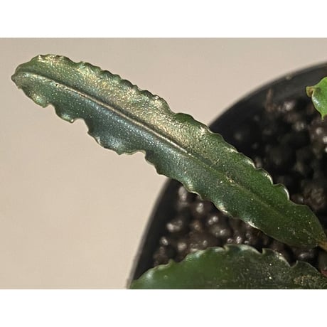 Bucephalandra sp. from "Mangat" [MF0417-2A]