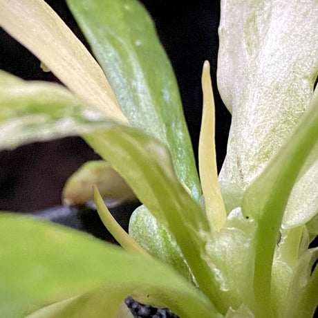Schismatoglottis sp. "初霜錦" from Murung raya [LA0515-05]