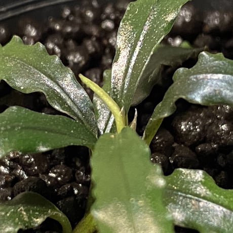 Bucephalandra micrantha "Kayulapis 1" [TB]