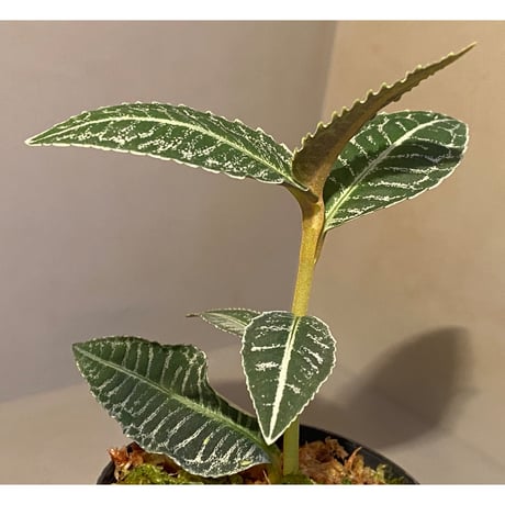 Ardisia sp. from Raub Pahang