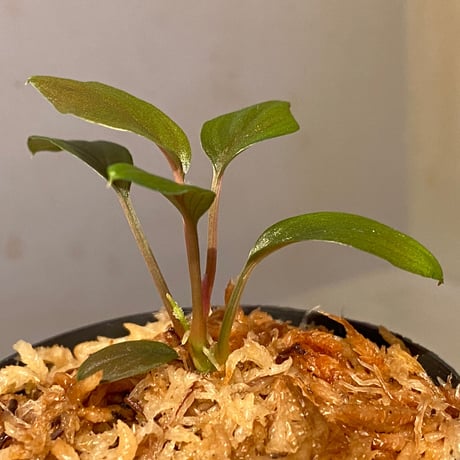 Homalomena sp. from Solok sumatera [LA0315-2]