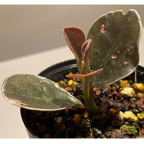 Ardisia sp. from West Kalimantan
