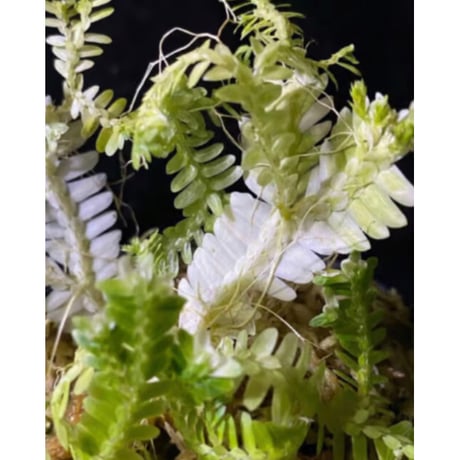 Selaginella sp. バリエガータ from "Nanga pinoh" [TB]