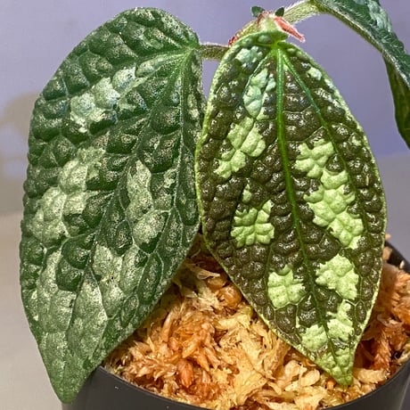 Elatostema sp. (Sri Lanka?)