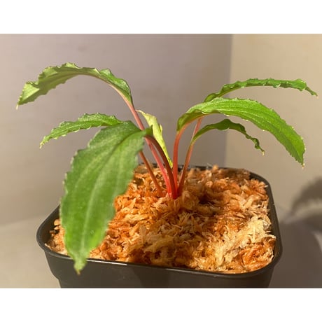 Homalomena sp. from Riau sumatera [LA0815-01]