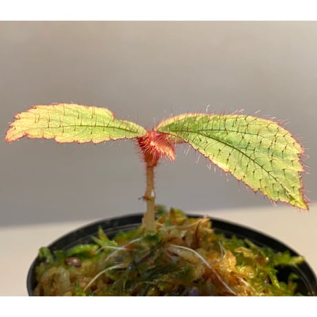 Begonia sp. from "Mentarang" Malinau Kalimantan utara [TB]