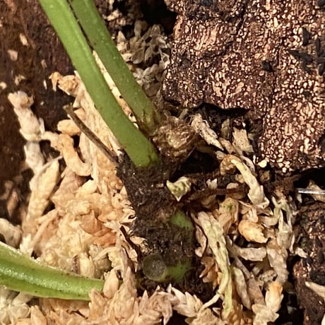 Asplenium sp. from Sangkhlaburi Kanchanaburi Thailand ①