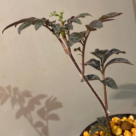 Solanum uleanum