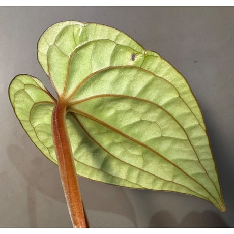 Anthurium luxurians