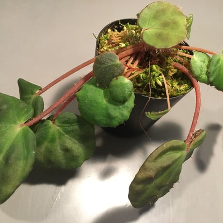 Begonia nahangensis from Na Hang [YH1117] TKタグ付き