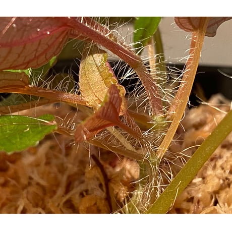 Phyllagathis sp. from Cao Bang Viet Nam [R1217-02]