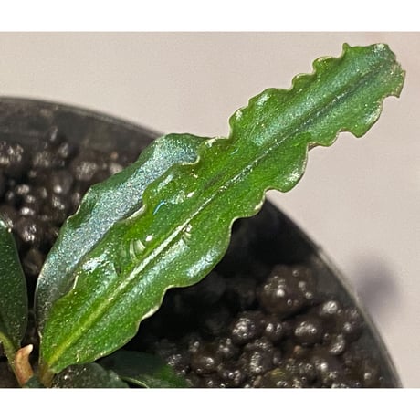 Bucephalandra sp. "MEDUSA"