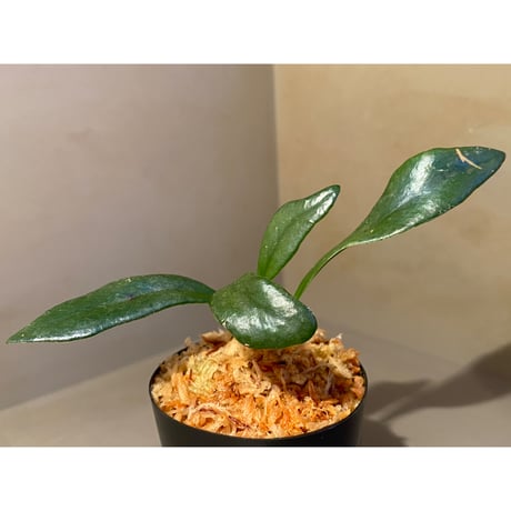 Microsorium steerei