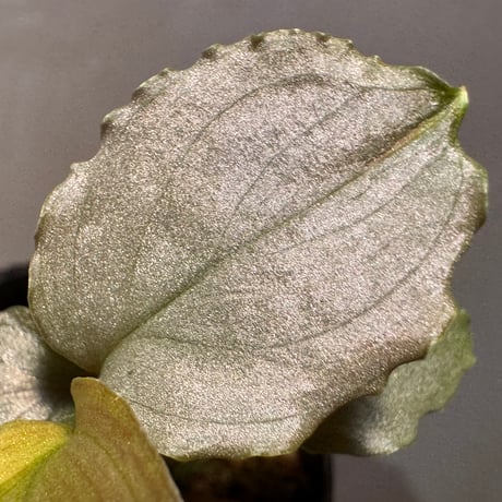 Homalomena sp. "Platinum Velvet" from Kepulauan Riau [KN]