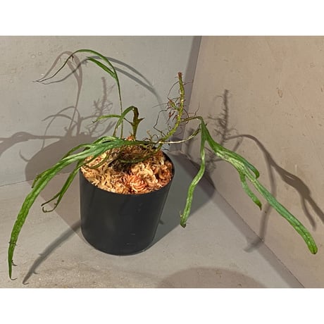 Microsorium sp. from Saripoi [LA0515-02]