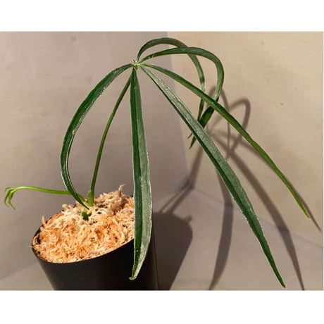 Anthurium aff. eminens ①